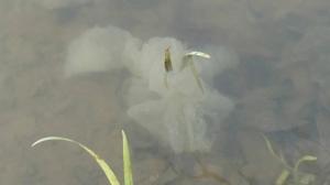 12916758_868469086612670_5587236284105621790_o