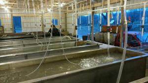 15271904_1054680171324893_3639435644846496727_o