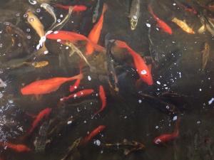 fenders-fish-hatchery-goldfish