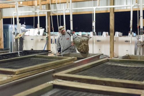 Early Morning SWCD Fish Loading