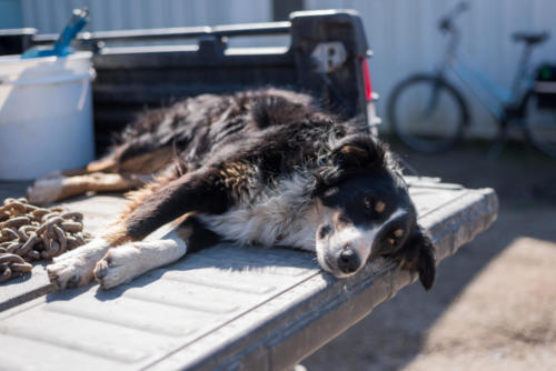 Fenders Fish Hatchery farm dog Lucy