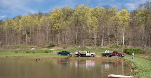 Fenders Fish Hatchery Pond Seining
