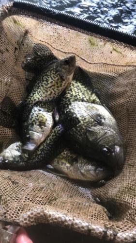 Black Crappie