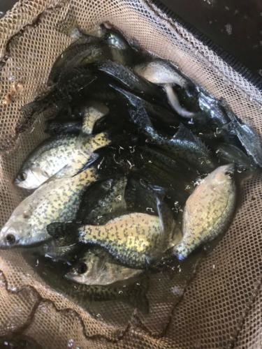 Black Crappie