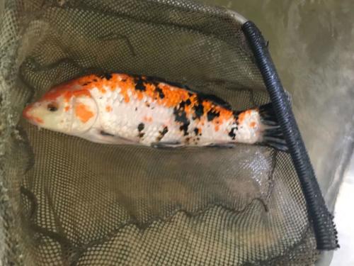 Koi