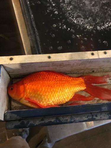 Large Goldfish