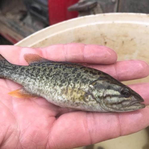 Smallmouth Bass